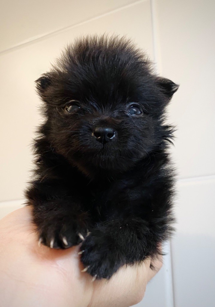 De L'Ere Du Loup Noir - Chiots disponibles - Spitz allemand