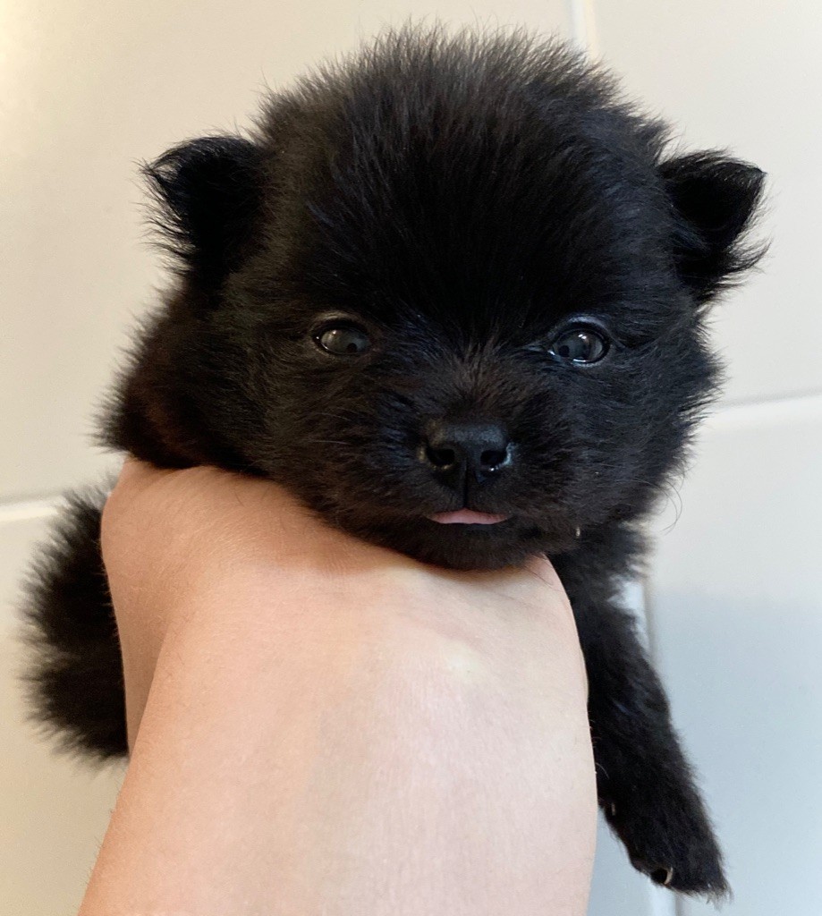 De L'Ere Du Loup Noir - Chiots disponibles - Spitz allemand