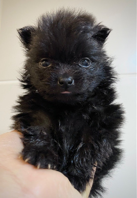 CHIOT 2