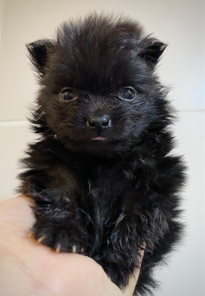 De L'Ere Du Loup Noir - Chiots disponibles - Spitz allemand